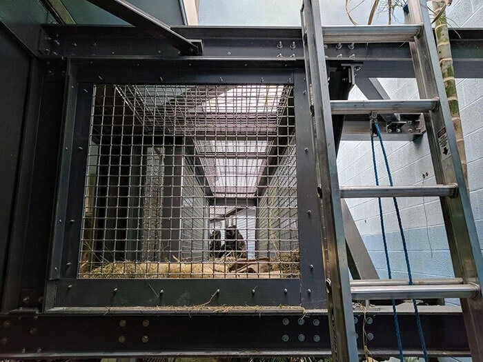 Beton-Alternativen im Gorilla-KÃ¤fig