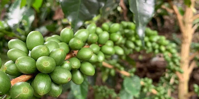 A close-up of coffee cherries