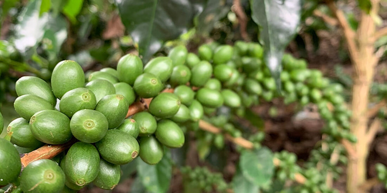 A close-up of coffee cherries
