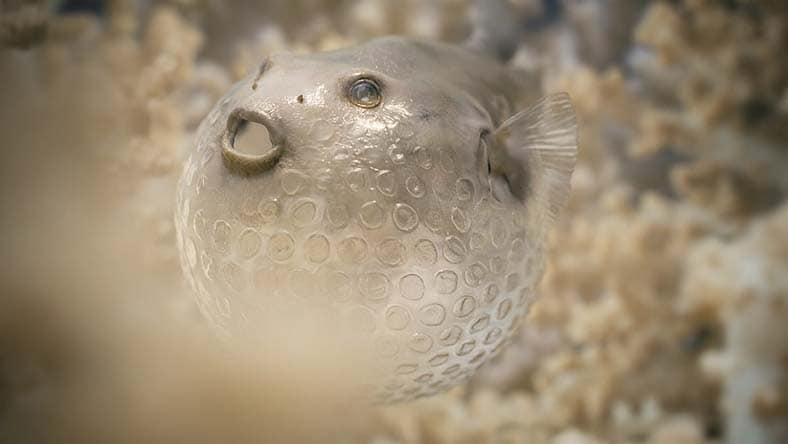 Creating an underwater dystopia