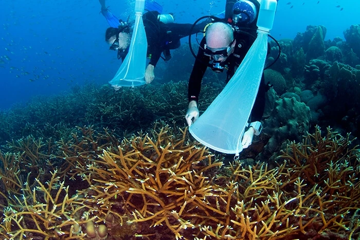 キュラソー島の海中のスタッグホーン サンゴの配偶子を採集する SECORE メンバー