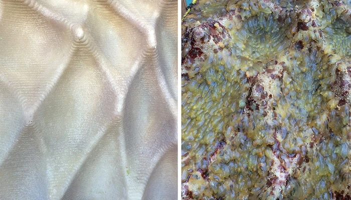 Left image shows sample texture on Float Lab surface, right image shows same texture populated by marine life