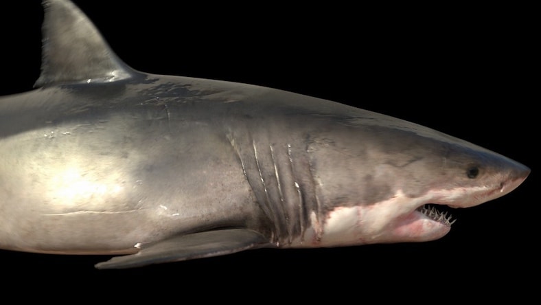 Meshing live-action elements with animation