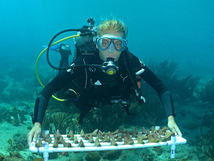 キュラソー島の海中のサンゴ礁に移植される着床具を載せたトレイを運ぶSECOREのダイバー