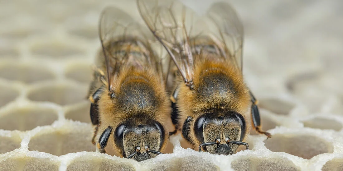 honigbiene-klimawandel