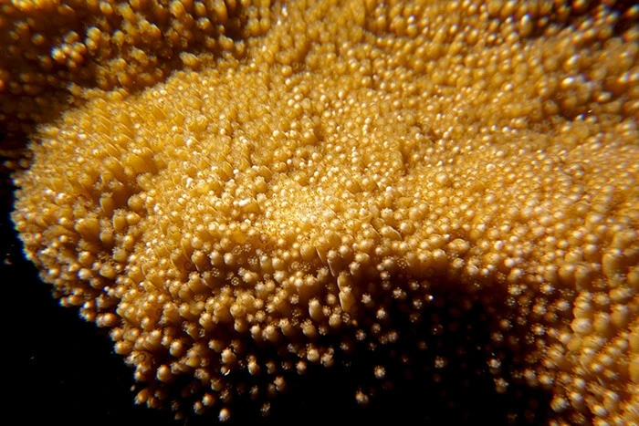 キュラソー島の海中の産卵中のサンゴの近写