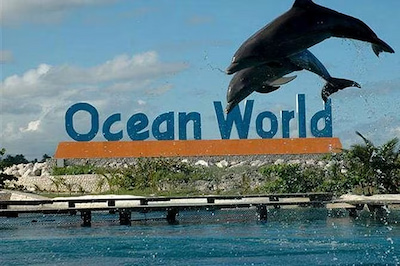 Ocean Word, une activité unique à Puerto Plata, pour découvrir les dauphins et le monde marin en République dominicaine.