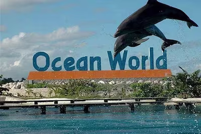 Ocean Word, une activité unique à Puerto Plata, pour découvrir les dauphins et le monde marin en République dominicaine.