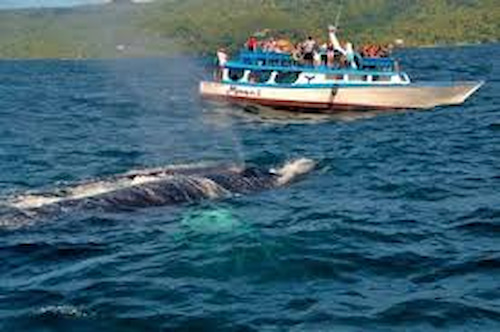 ballenas jorobadas en la península de samaná