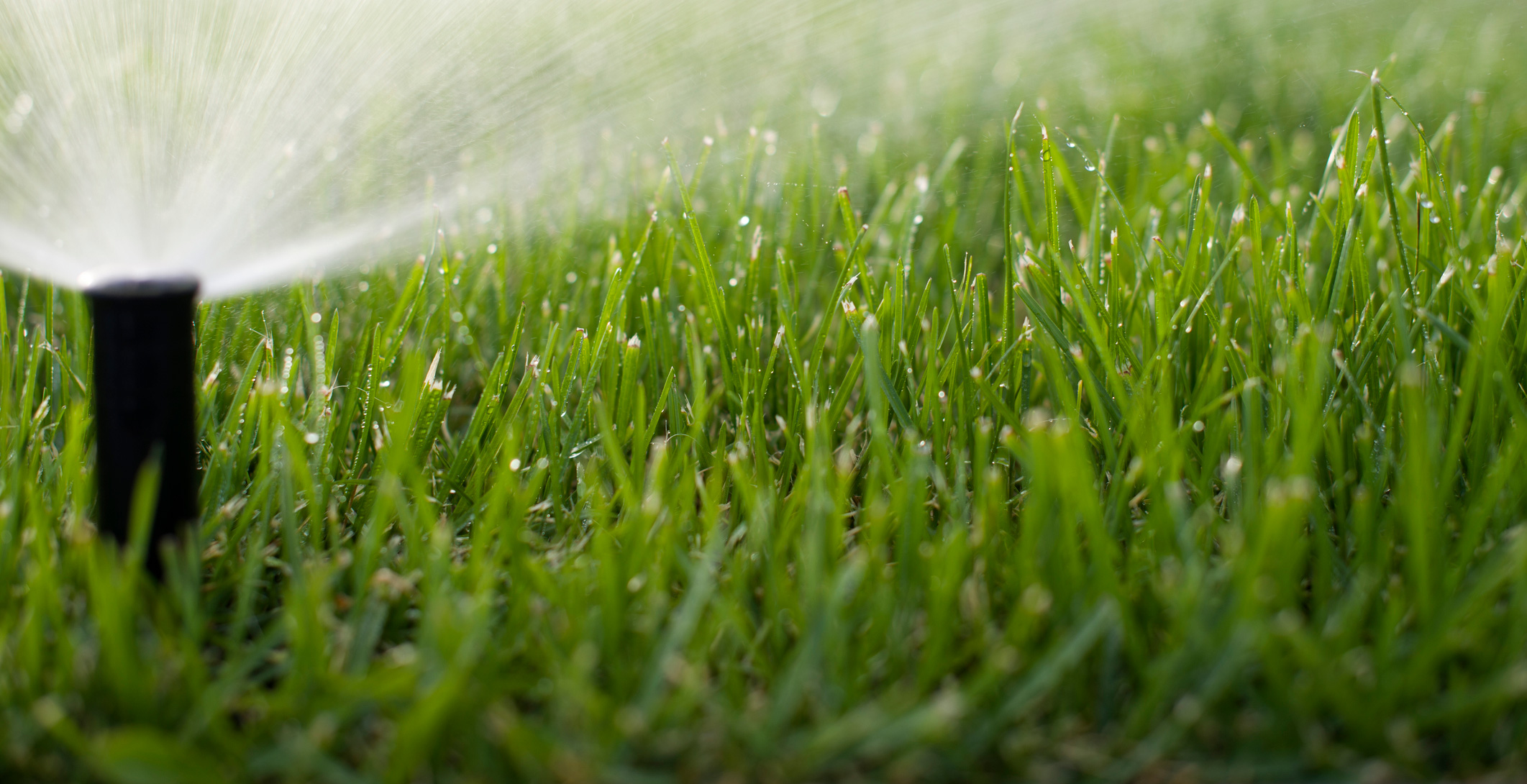 Sprinklers Watering a Lawn