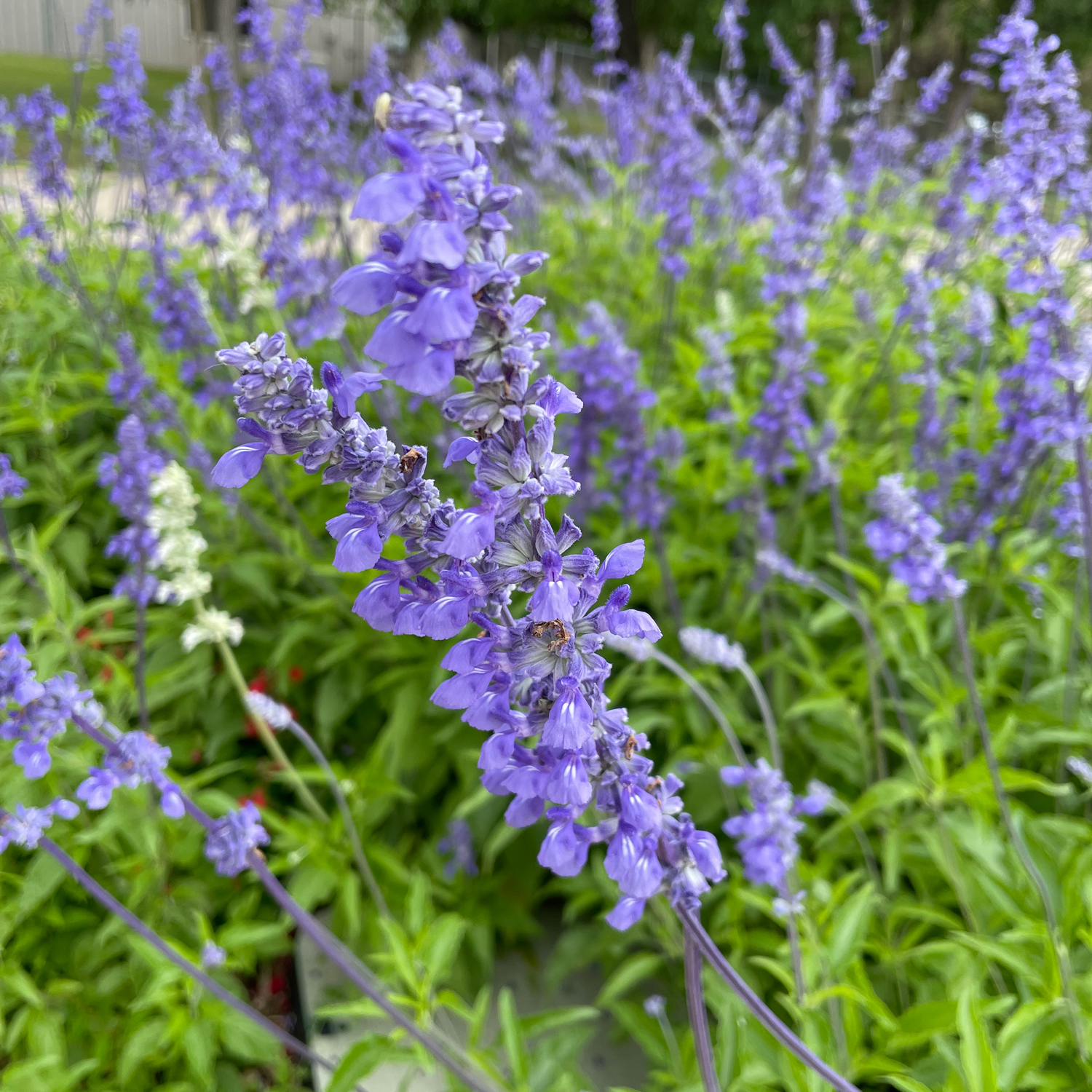 Salvia native plant ideas