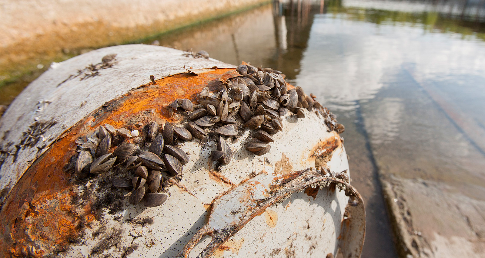 Zebra Mussels On Boats