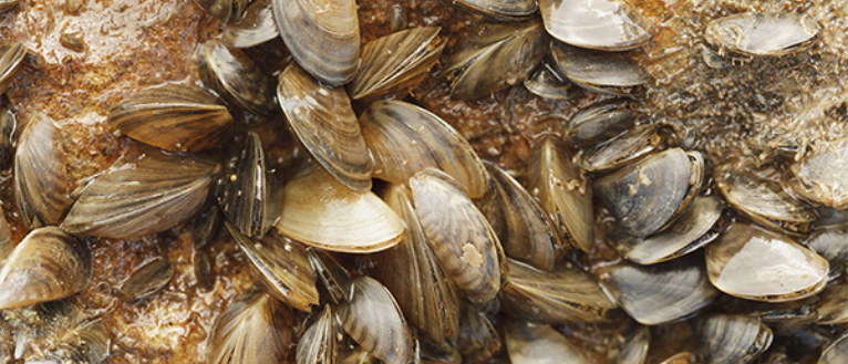 Zebra Mussels | UTRWD