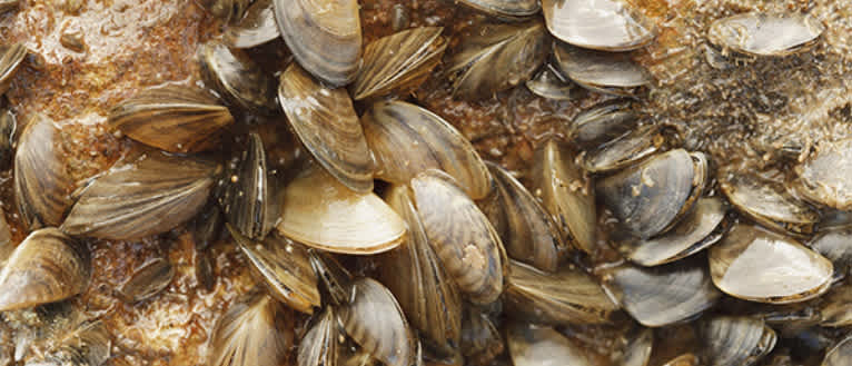 zebra mussels closeup