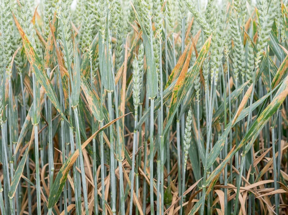 Septoriose du blé mieux la connaître pour mieux la contrôler Aladin