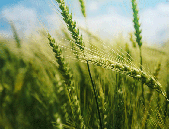 Les différentes catégories du blé