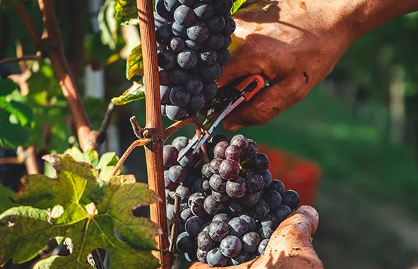 grape harvest unsplash
