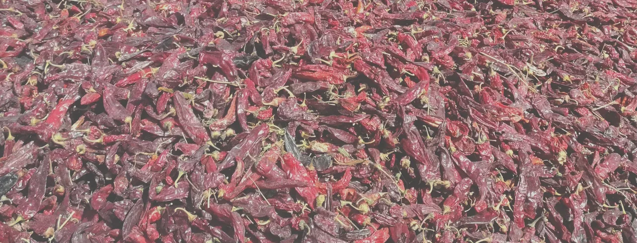 paprika drying in sun