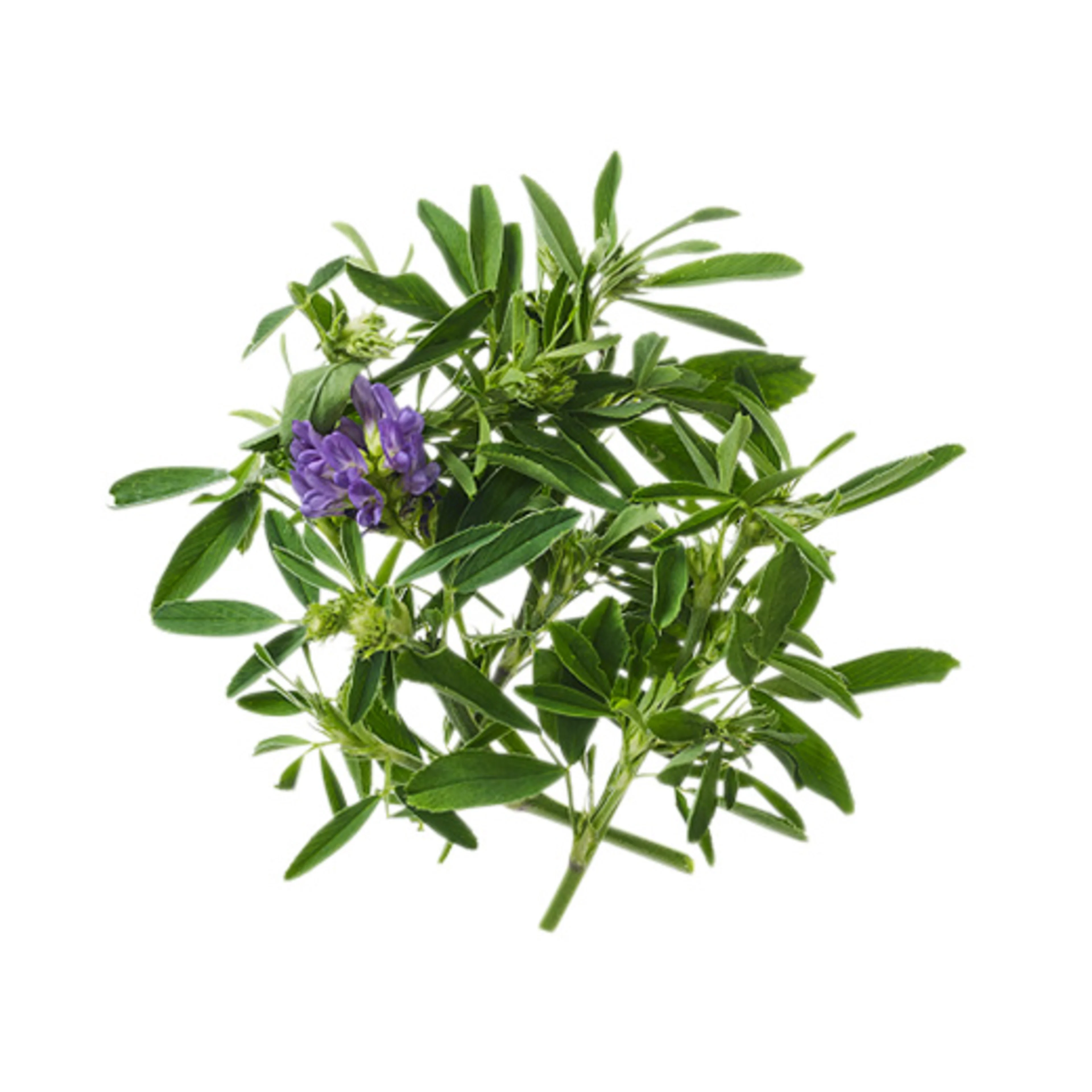 alfalfa blossom