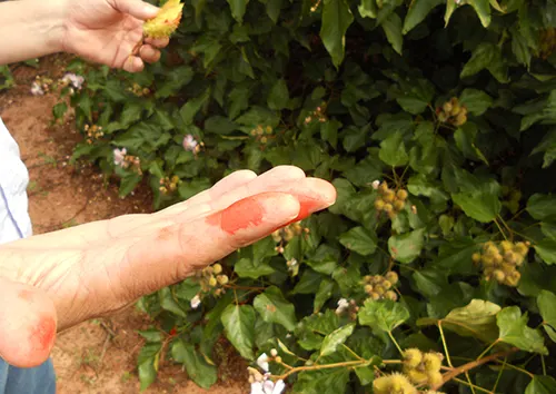 Annatto was traditionally used as body paint and textile dye