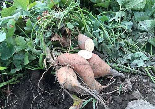 Sweet potatoes can be white, yellow, orange, red or purple.