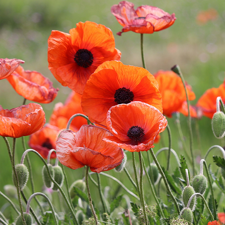 Poppies get their color from cartenoids.