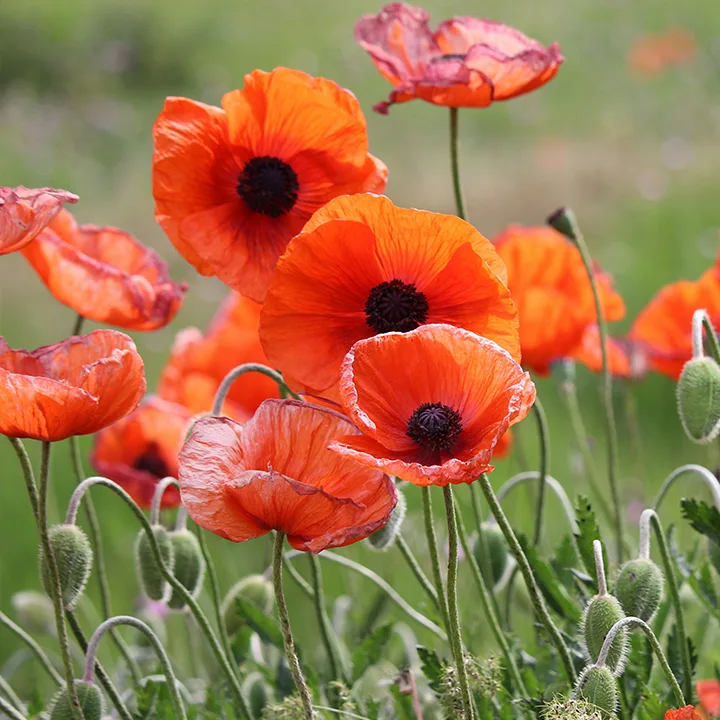 Poppies get their color from cartenoids.