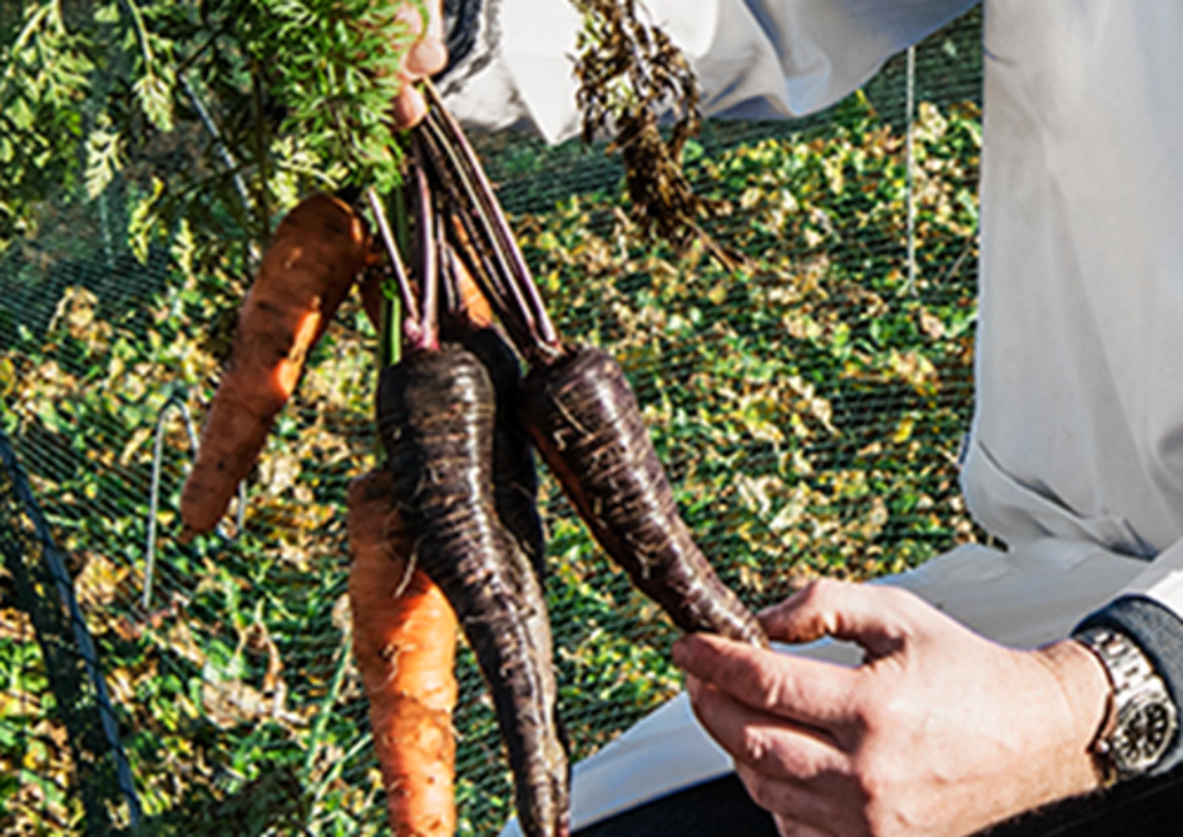 Black and orange carrots for natural color production