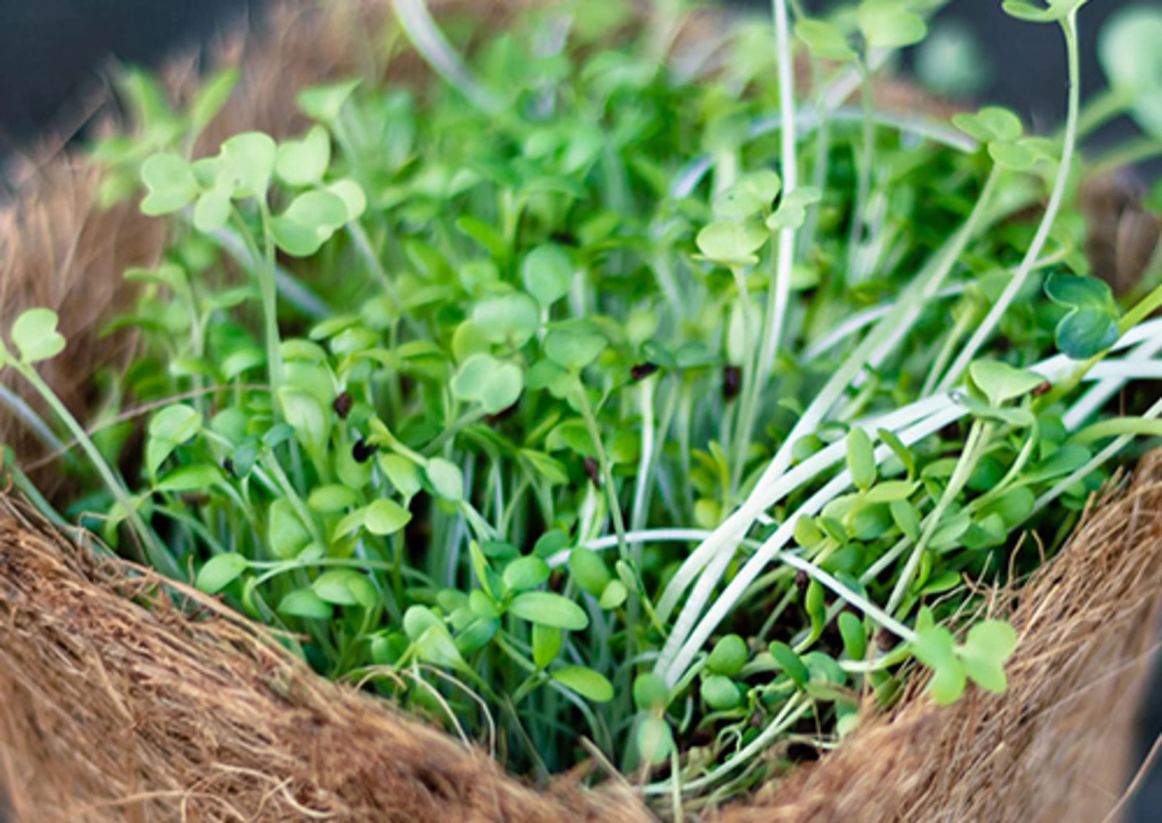 Alfalfa sprouts are considered healthy Alfalfa sprouts are said to have health benefits