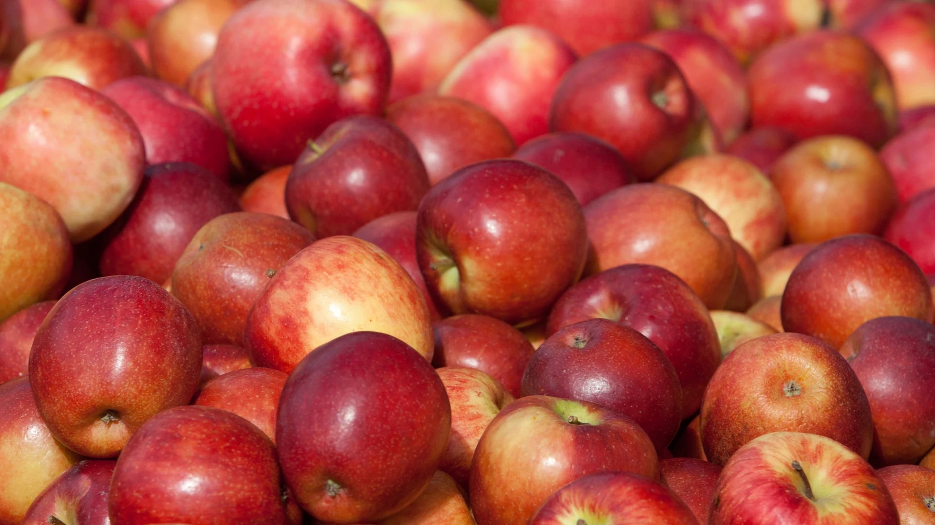 Oterra-raw-apples-in-pile