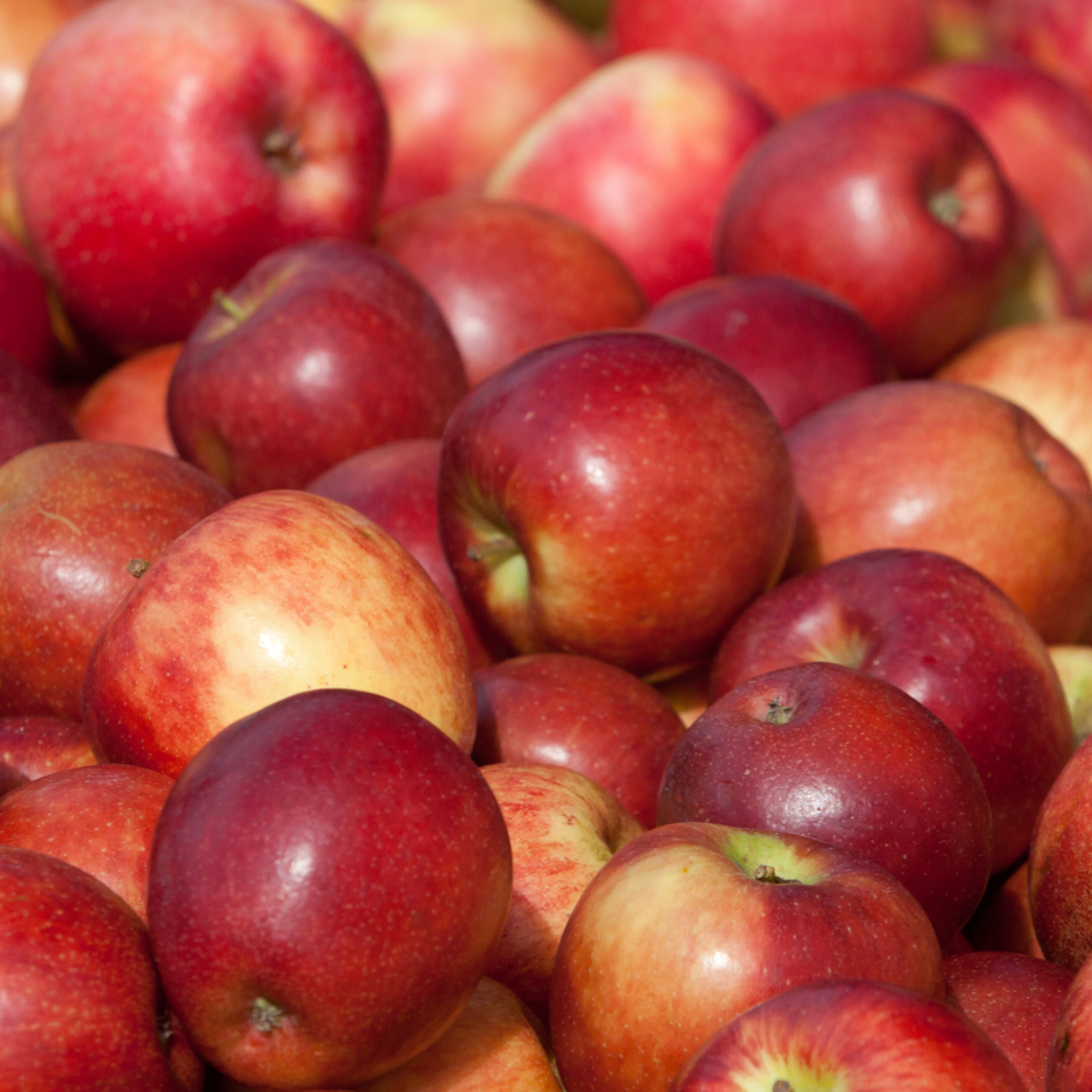 Oterra-raw-apples-in-pile