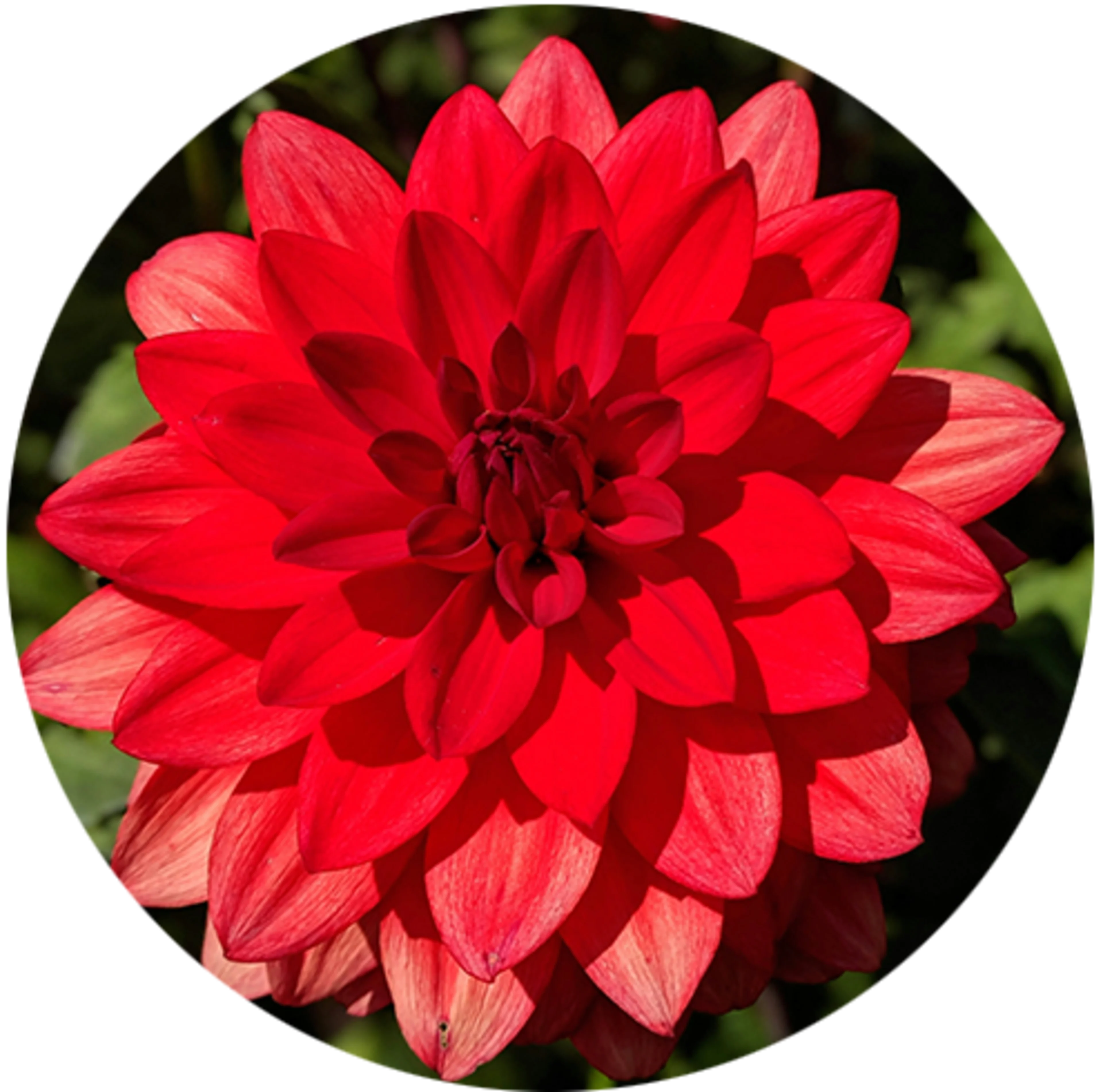 Red flower