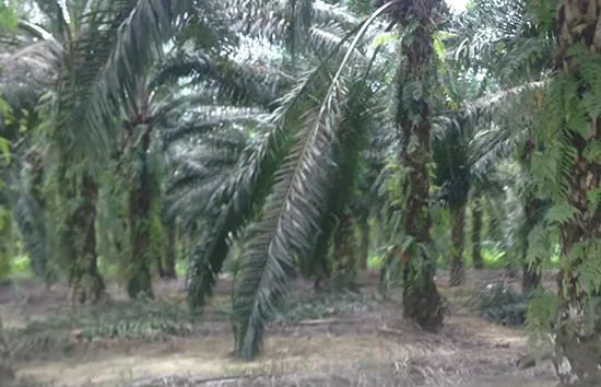 Mature oil palm tree plantation