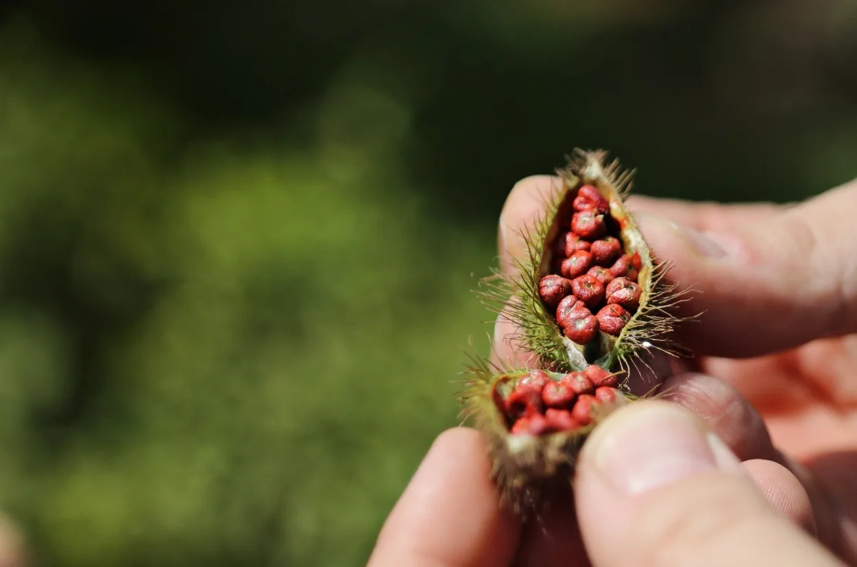Oterra-Annatto-plantations