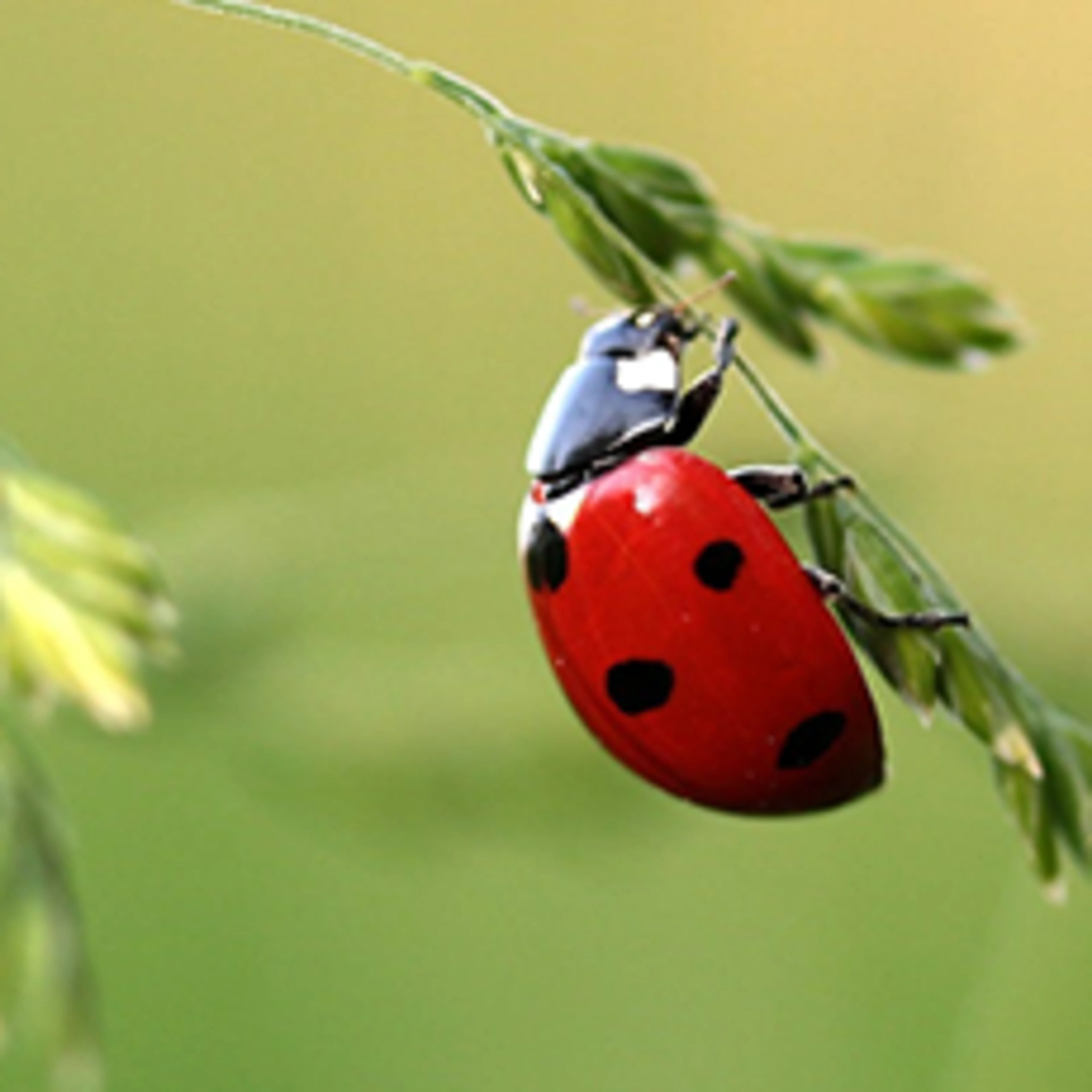 Red ladybug 564x280