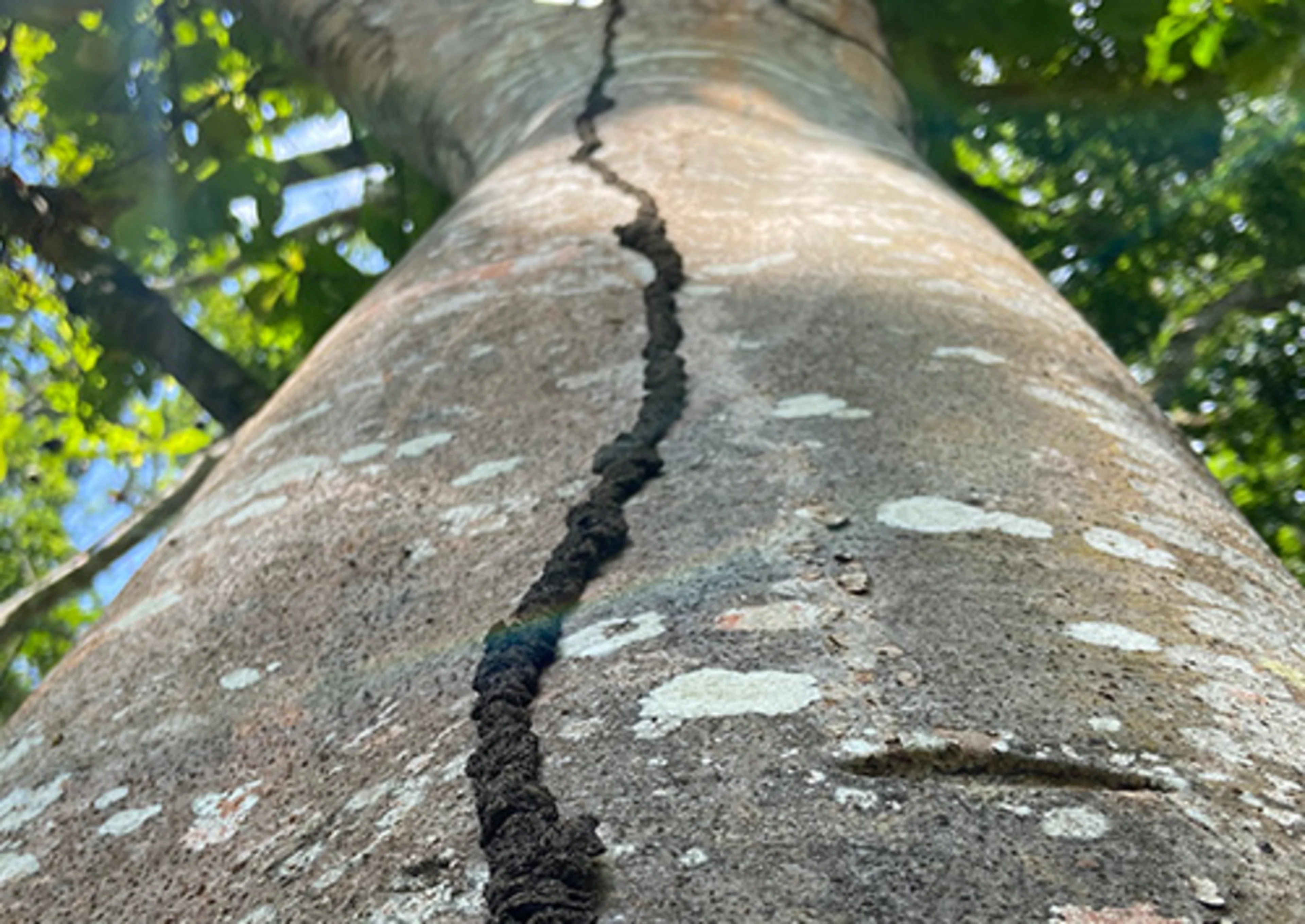 Huito tree trunk