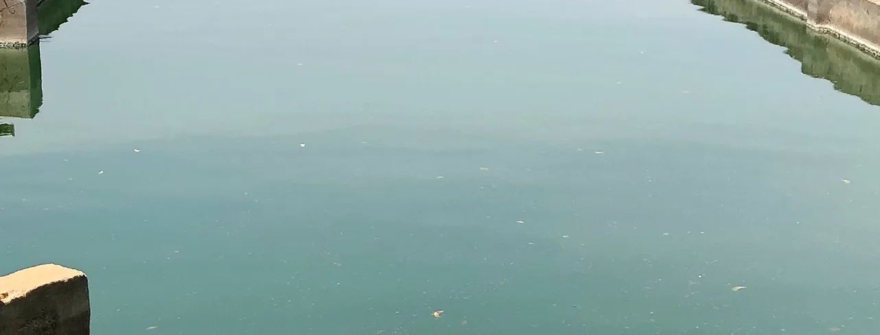 Spirulina makes a blue food color