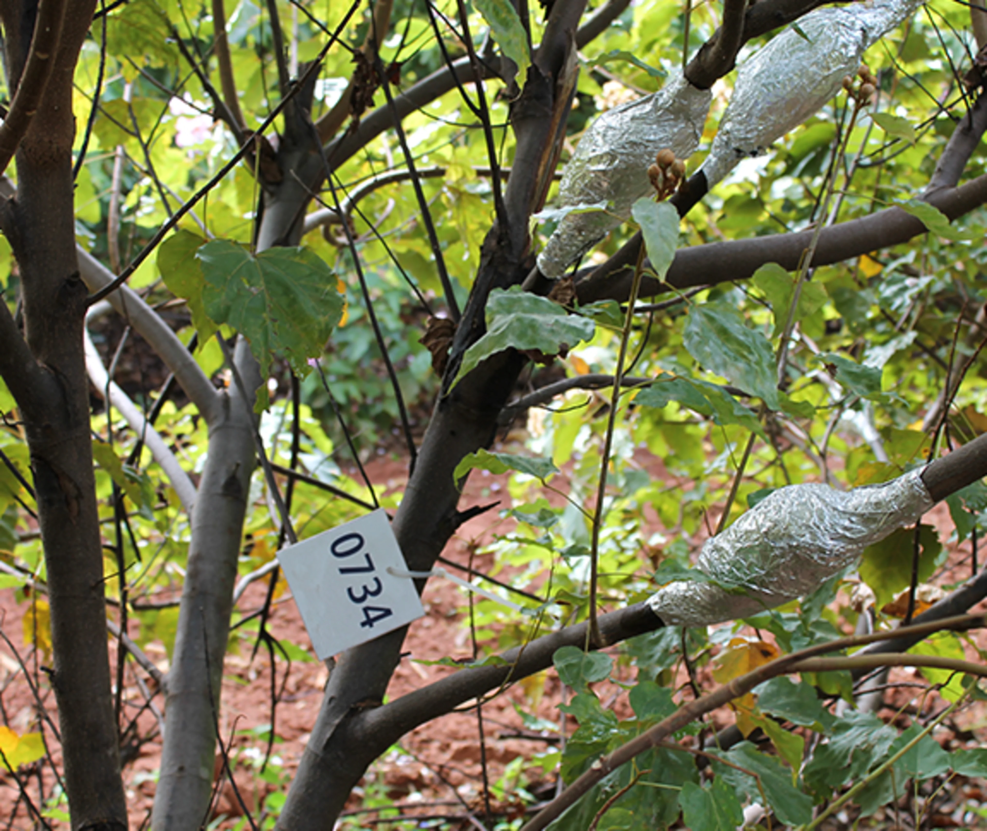 Non-GMO breeding for better natural colors from annatto