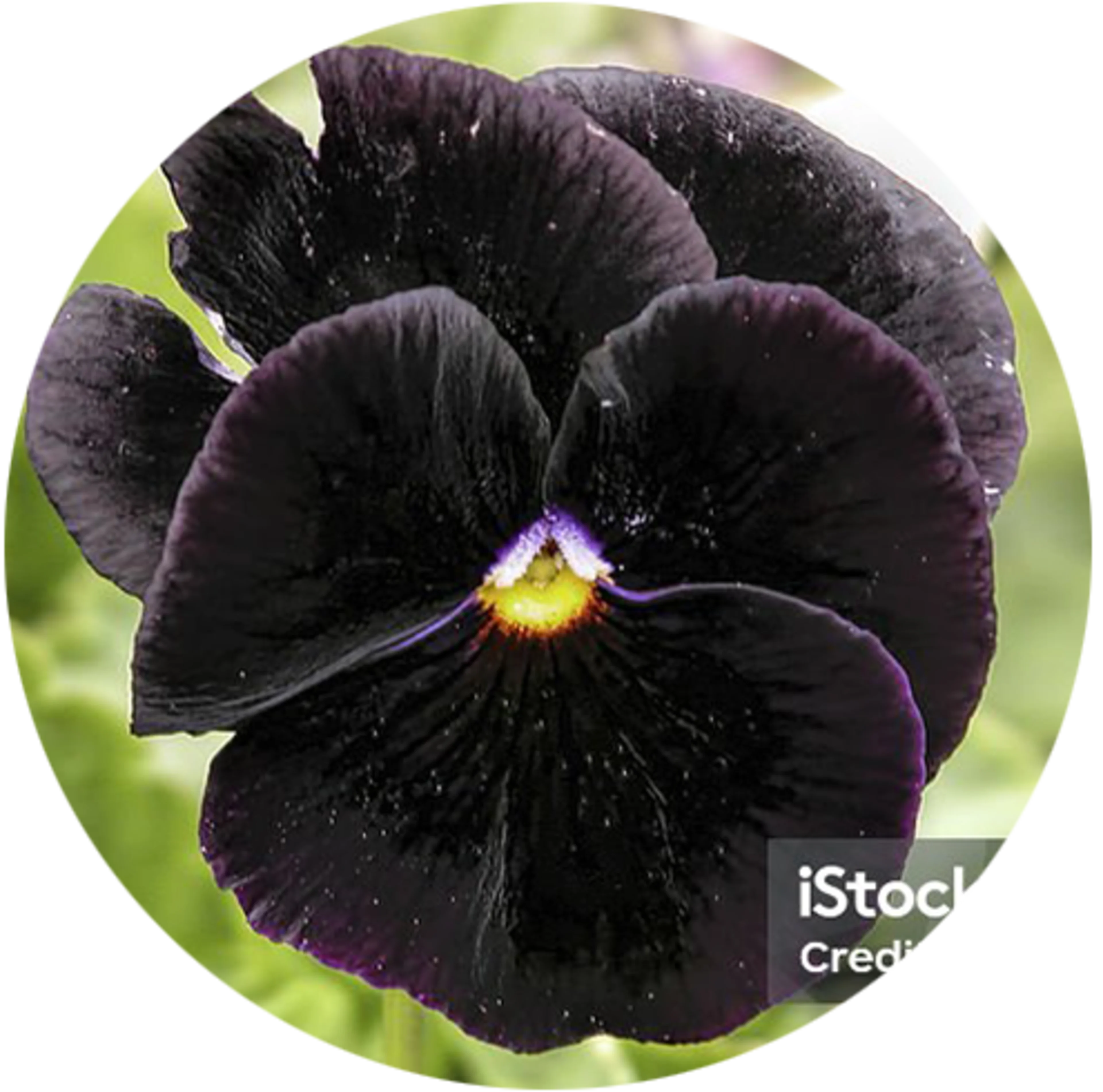 Black flower