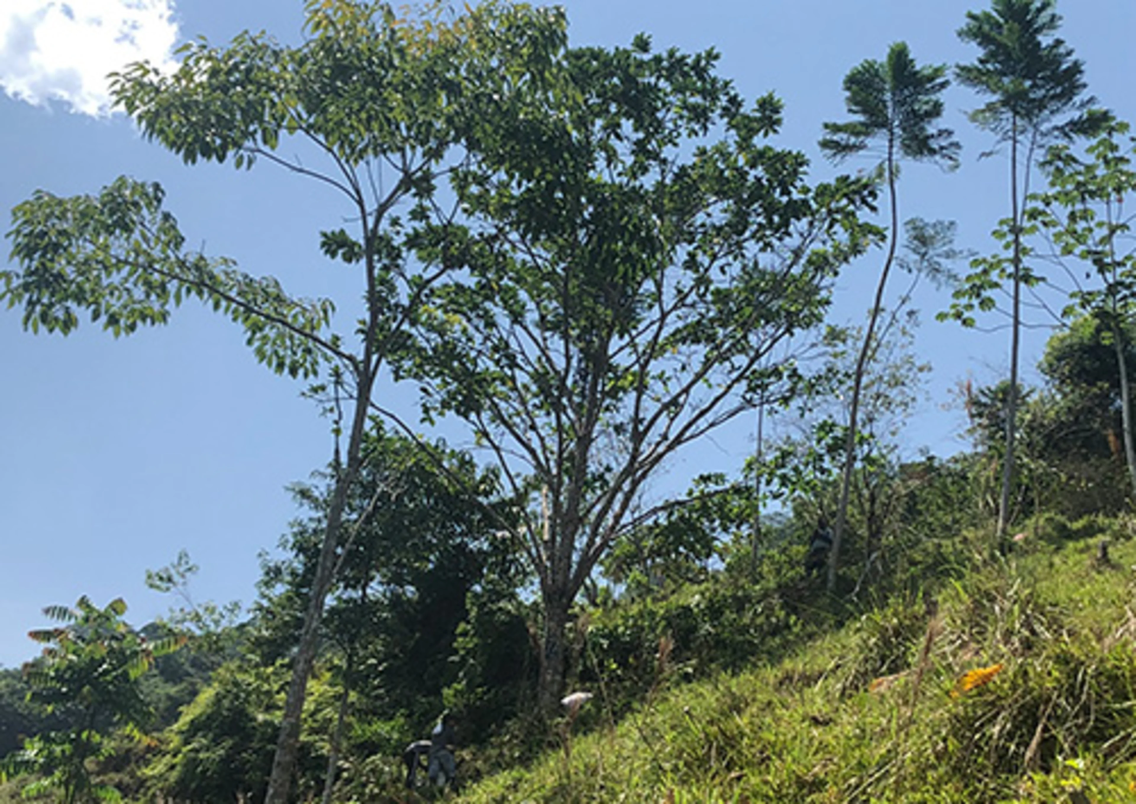 Huito trees grow in the Amazon