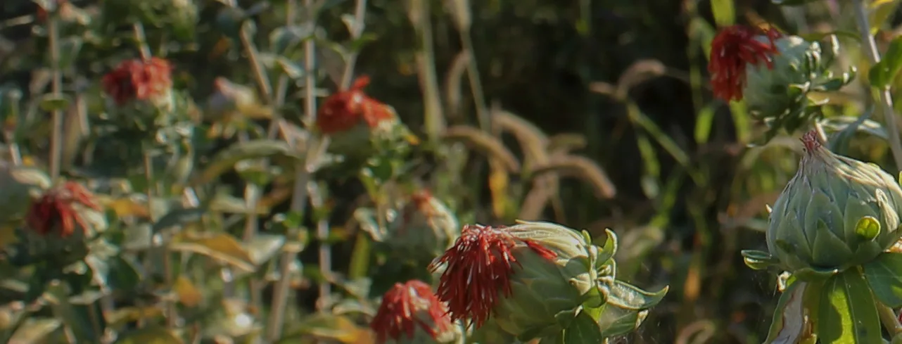 Safflower field for natural color production