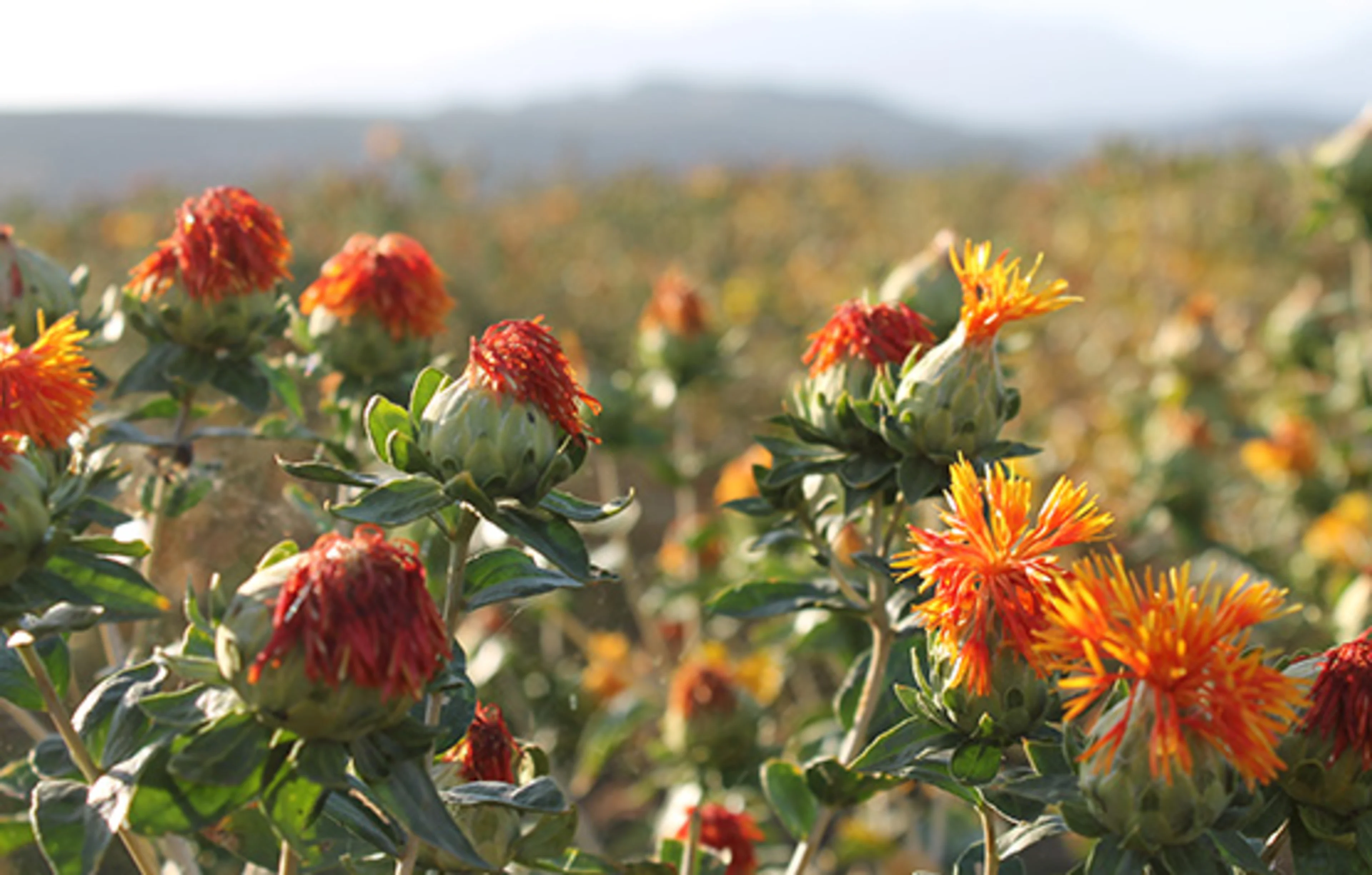 Safflower blooms will make natural food colors