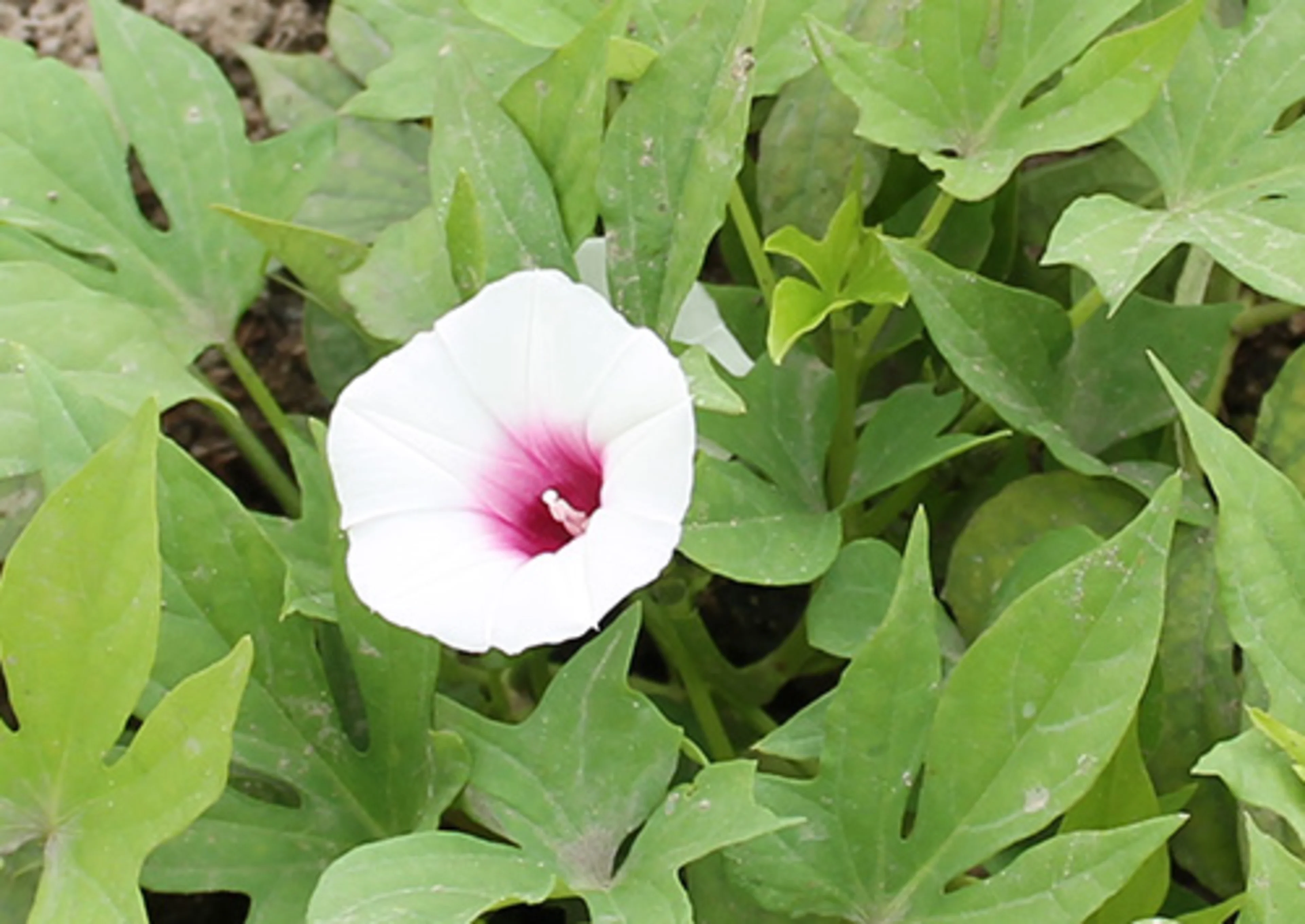 Sweet potatoes are used for natural food color