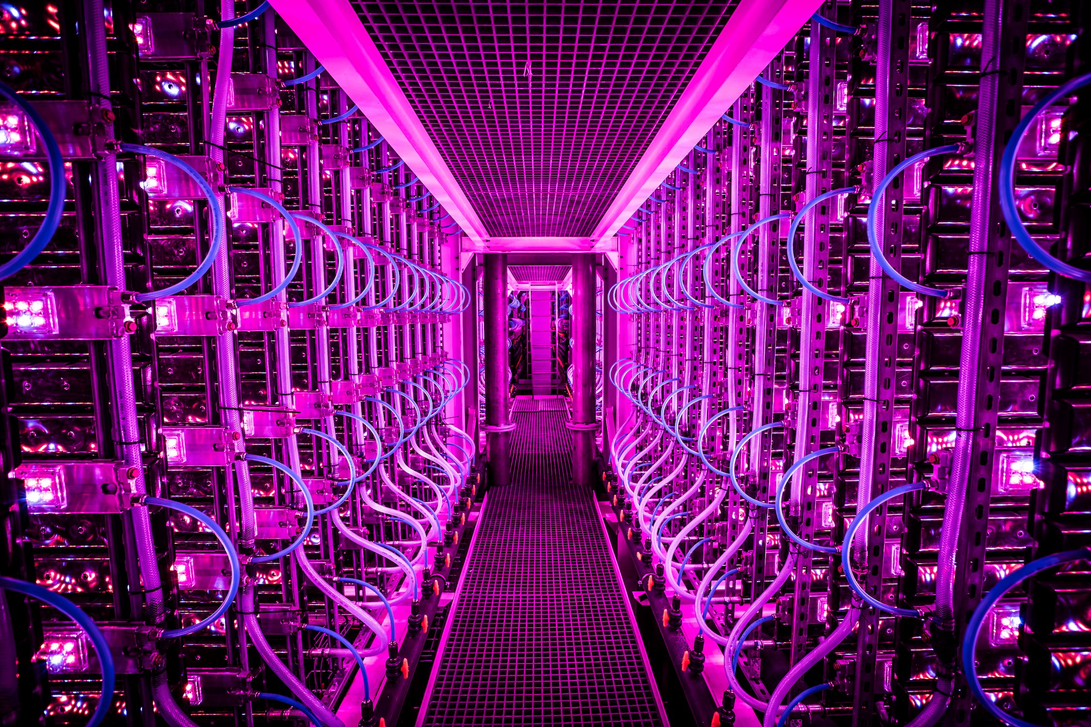 Oterra and VAXA Technologies are forging paths in Innovation and Sustainability, A Pioneering Partnership: Unveiling Sustainable Color Derived from Icelandic Microalgae 