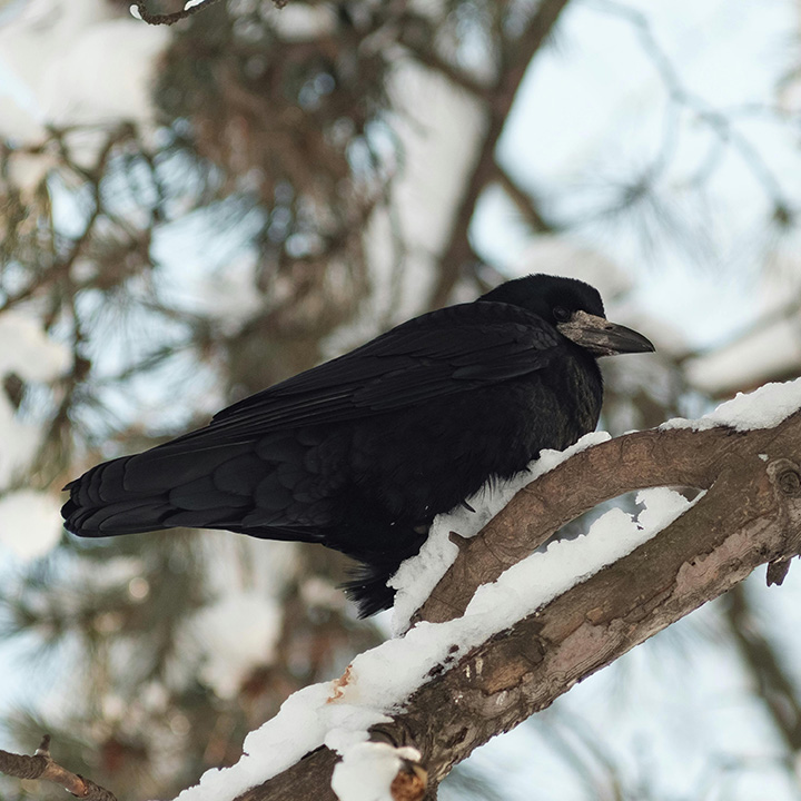 The crows feathers are built to absorb 99% of light, making them appear blacker than coal.