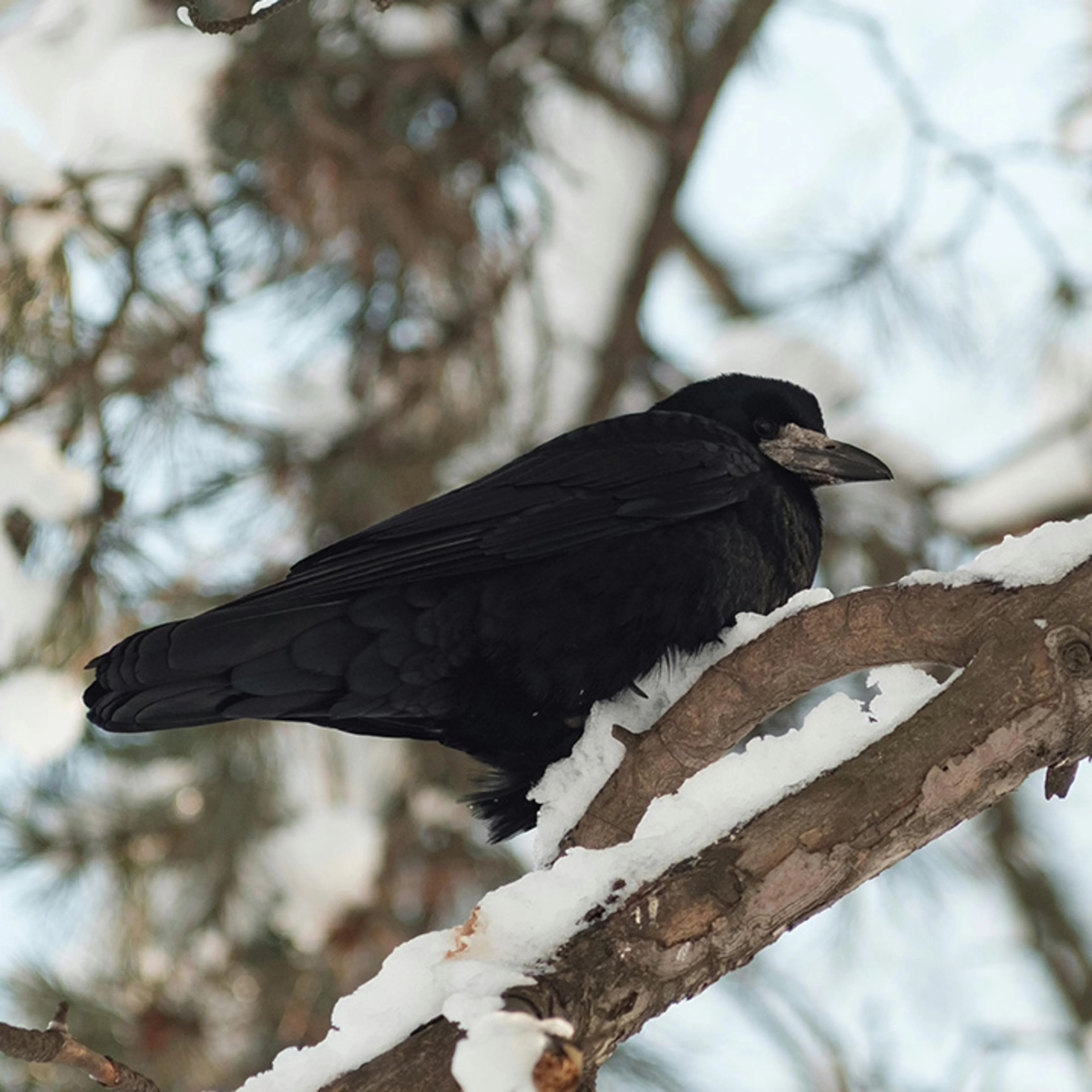 Black crow The crows feathers are built to absorb 99% of light, making them appear blacker than coal.