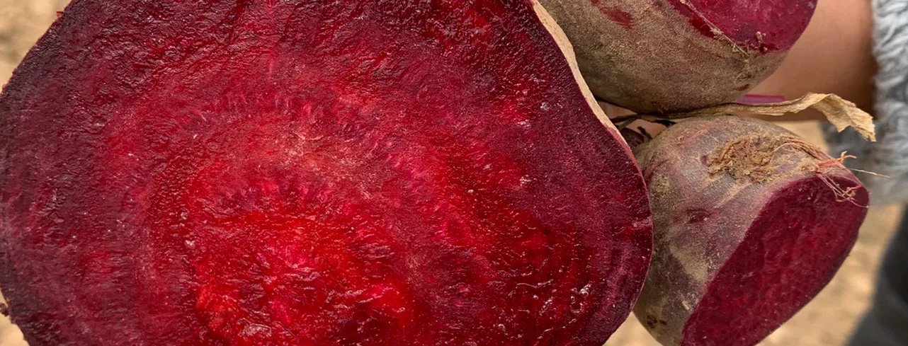 Red beets grown for natural color production