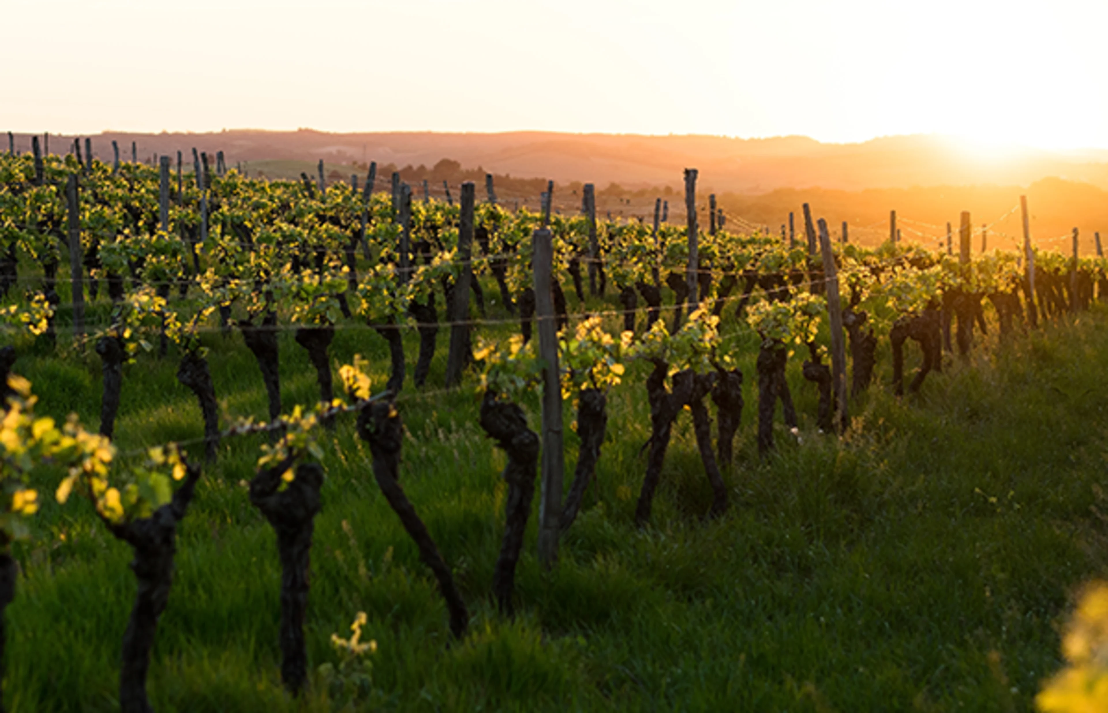 Grapes were first domesticated in the Caucasus region Grape yard in Georgia