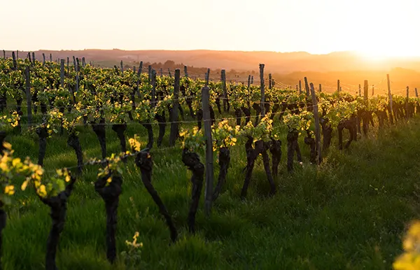 Grape yard in Georgia