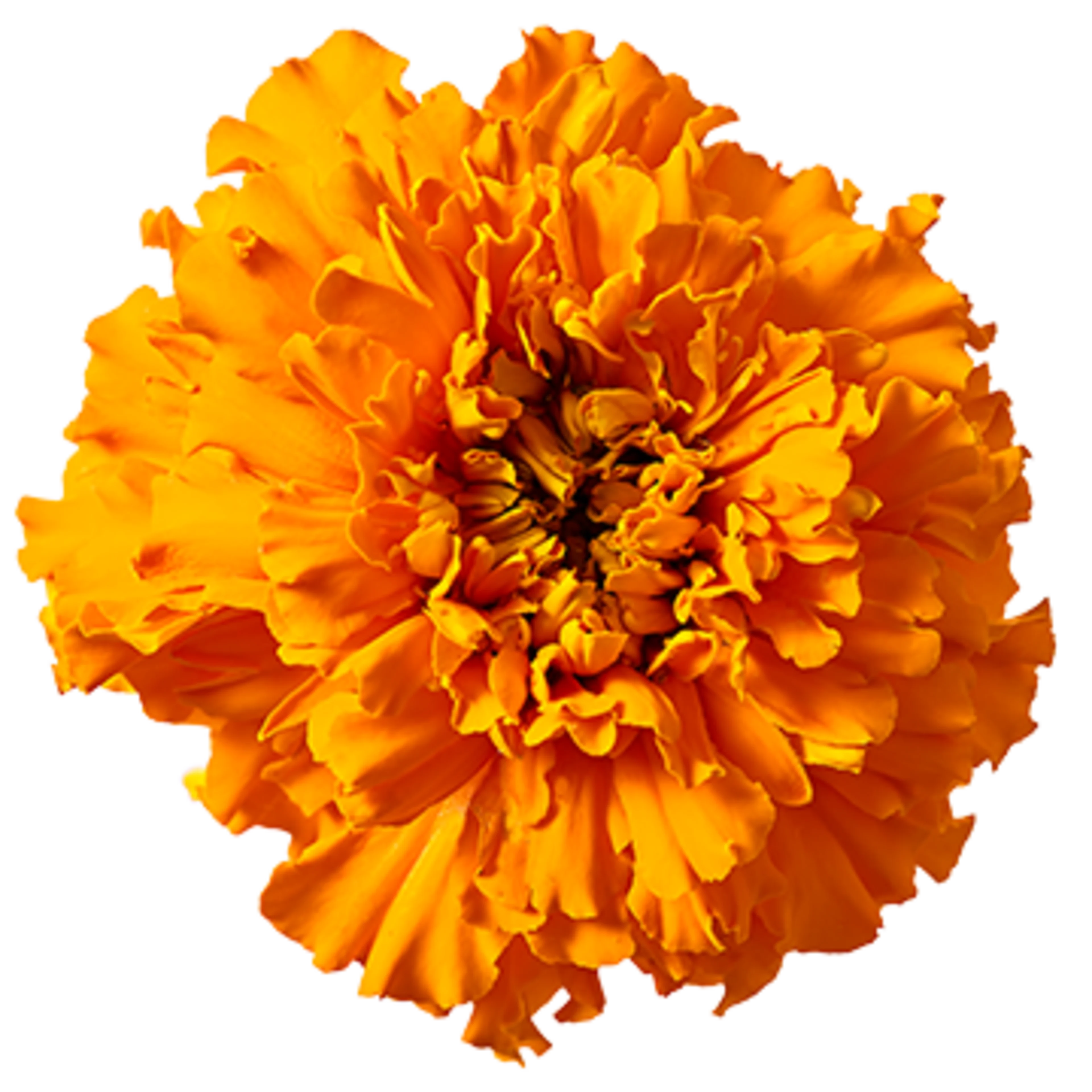 Oterra marigold blossom